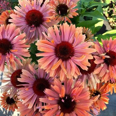 Echinacea Fresco™ Apricot