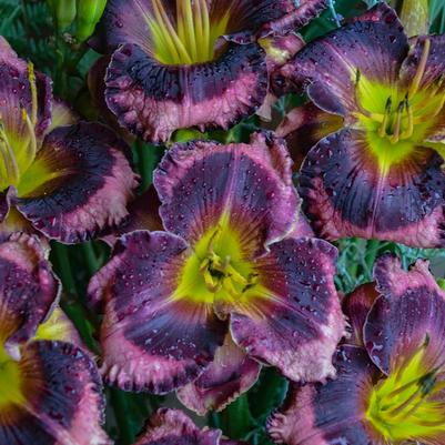 Hemerocallis Rainbow Rhythm® Storm Shelter