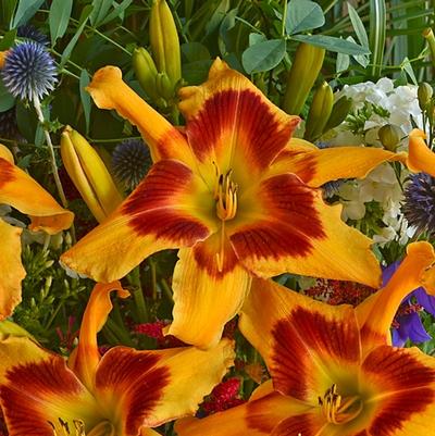 Hemerocallis Rainbow Rhythm® Tiger Swirl