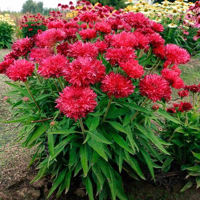 Echinacea Fringe Festival PPAF