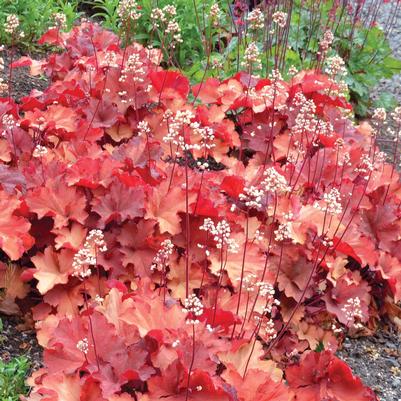 Heuchera City™ Rio PP24273