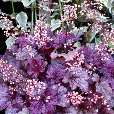 Heuchera City™ Shanghai PP21859