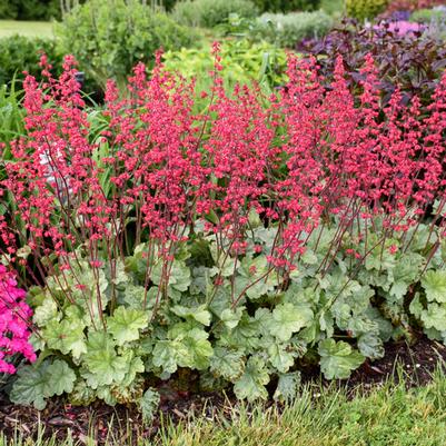 Heuchera Dolce® Spearmint