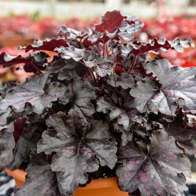 Heuchera Dolce® Sultry Night PPAF