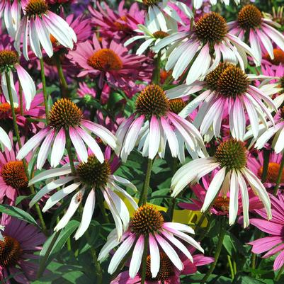 Echinacea Pretty Parasols