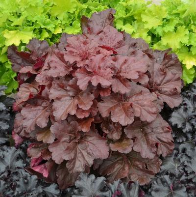 Heuchera Primo® Mahogany Monster