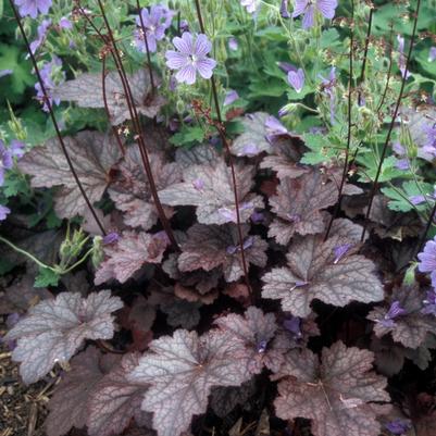 Heuchera americana Plum Pudding