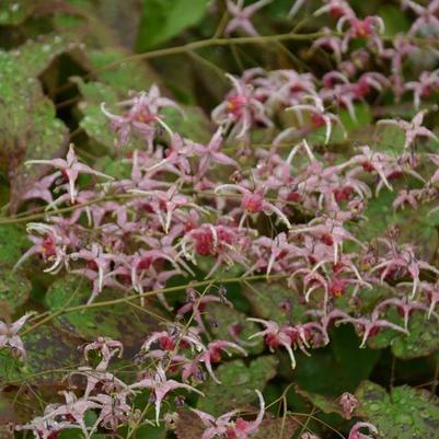 Epimedium Pink Champagne