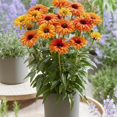 Echinacea Sunseekers® Mineola
