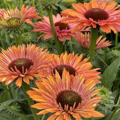 Echinacea SunSeekers® Rainbow
