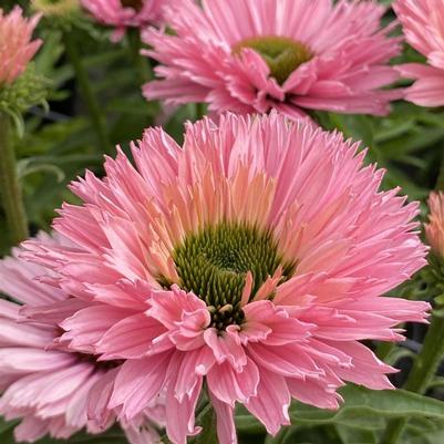 Echinacea Sunseekers® Salmon