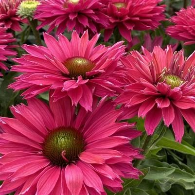 Echinacea SunSeekers® Sweet Fuchsia PP35709