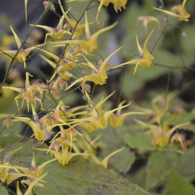 Epimedium Songbirds