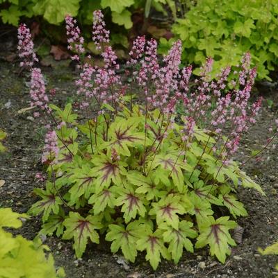 Heucherella Fun and Games® Eye Spy