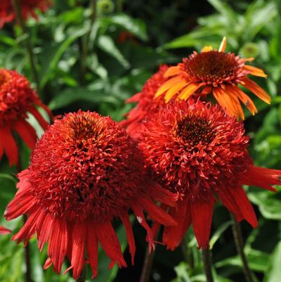 Echinacea purpurea Cone-fections™ Sweet Chili PP20673