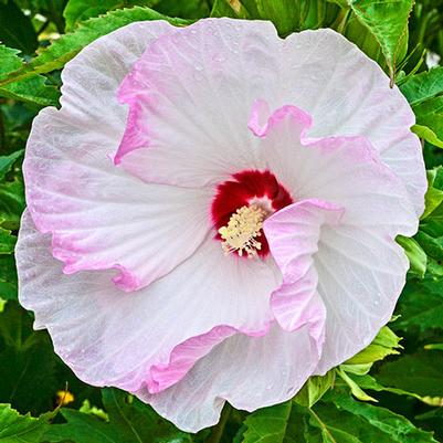 Hibiscus Summerific® Ballet Slippers