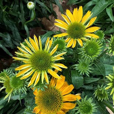 Echinacea purpurea Guatemala™ Gold