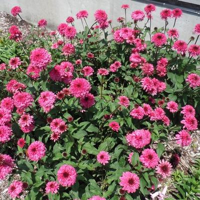 Echinacea purpurea Lovely Lolly