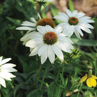 Echinacea purpurea PowWow® White