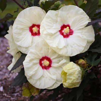 Hibiscus Summerific® French Vanilla