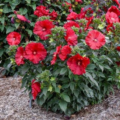 Hibiscus Summerific® Garnet Globes PPAF