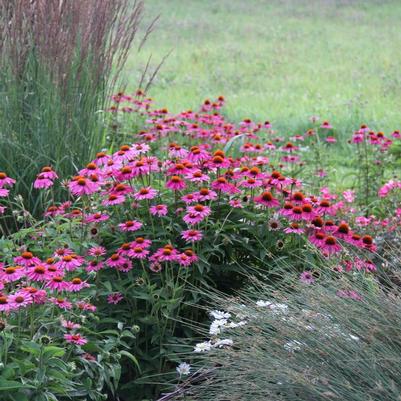 Echinacea purpurea PowWow® Wild Berry