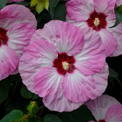 Hibiscus Summerific® Spinderella