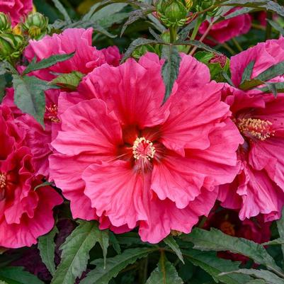Hibiscus Watermelon Ruffles