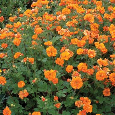 Geum Fire Storm