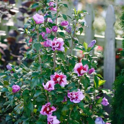 Hibiscus syriacus Purple Pillar® Tree