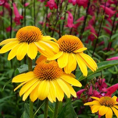 Echinacea x hybrida Sombrero ® Lemon Yellow Improved