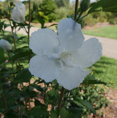 Hibiscus syriacus White Pillar® PP28892