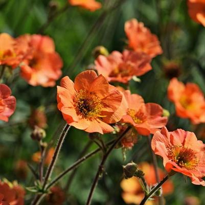 Geum Totally Tangerine