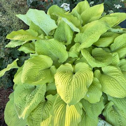 Hosta Shadowland® Coast to Coast