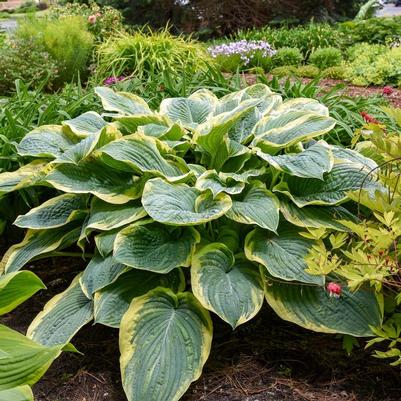 Hosta Shadowland® Gigantosaurus PP35135