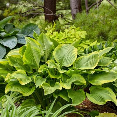 Hosta Shadowland® Lone Star