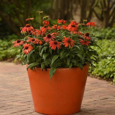 Echinacea x hybrida Sombrero® Mandarin Mambo