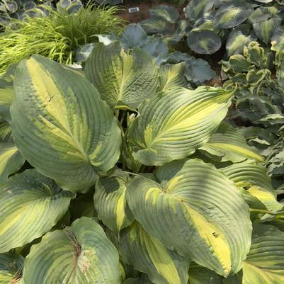 Hosta Shadowland® Love Story PP34224
