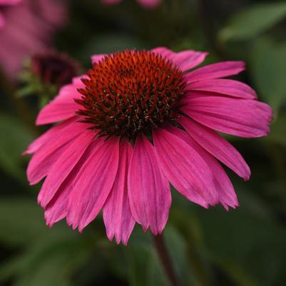 Echinacea x hybrida Sombrero® Rosada