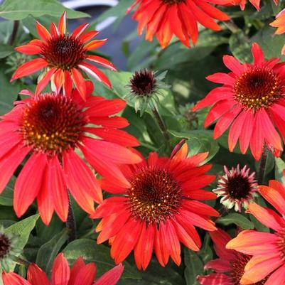 Echinacea x hybrida Sombrero® Sangrita