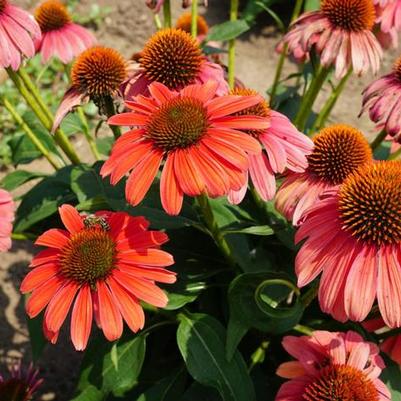 Echinacea x hybrida Sombrero® Tango Tangerine