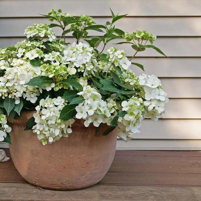Hydrangea Fairytrail® White