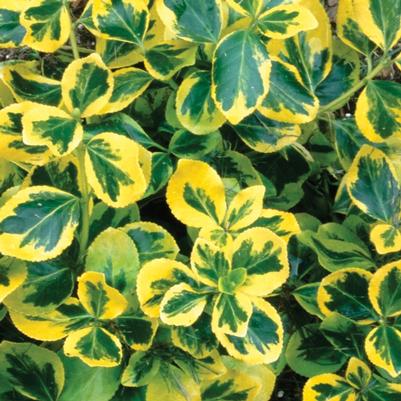 Euonymus fortunei Gold Splash®