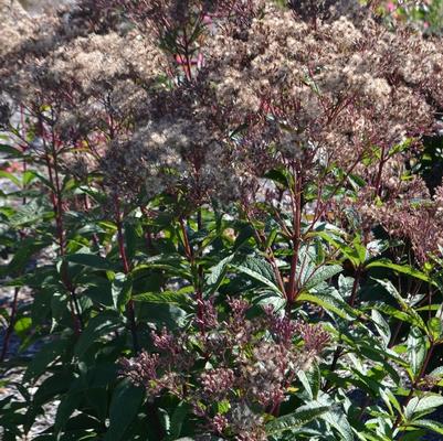 Eupatorium dubium Baby Joe PP20320