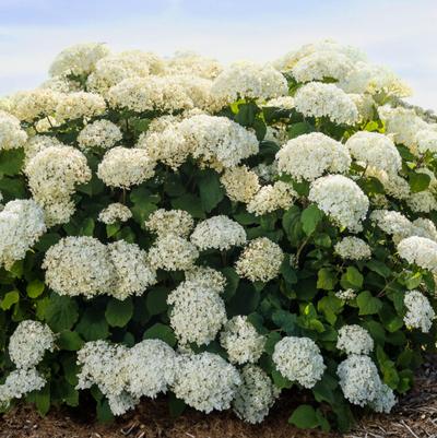 Hydrangea arborescens FlowerFull® PP35163