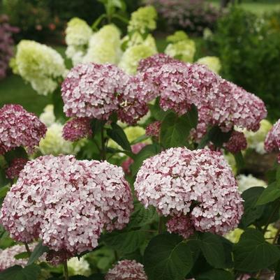 Hydrangea arborescens Incrediball® Blush PP28280