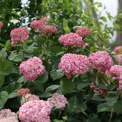 Hydrangea arborescens Invincibelle® Spirit II PP28316