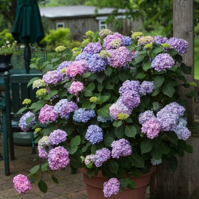 Hydrangea macrophylla BloomStruck®