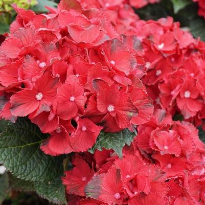 Hydrangea macrophylla Cherry-Go-Round® PP34379
