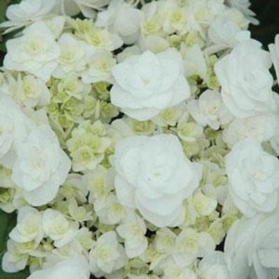 Hydrangea macrophylla Double Delights™ Wedding Gown PP21052